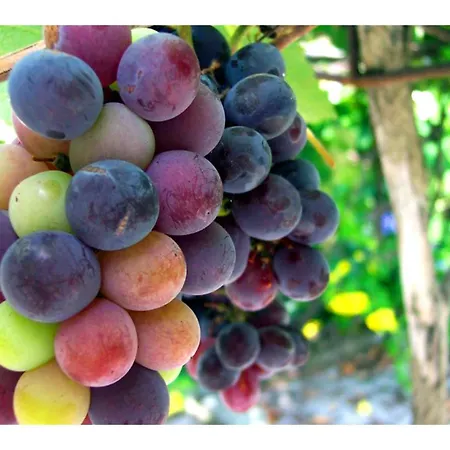 بيت للعطل Cozy With Pool & Terrace *