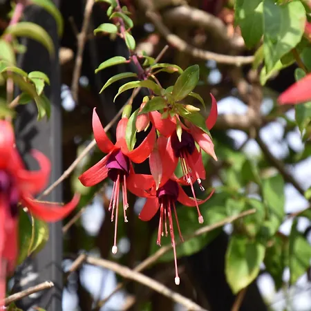 Cozy With Pool & Terrace بيت للعطل Nava